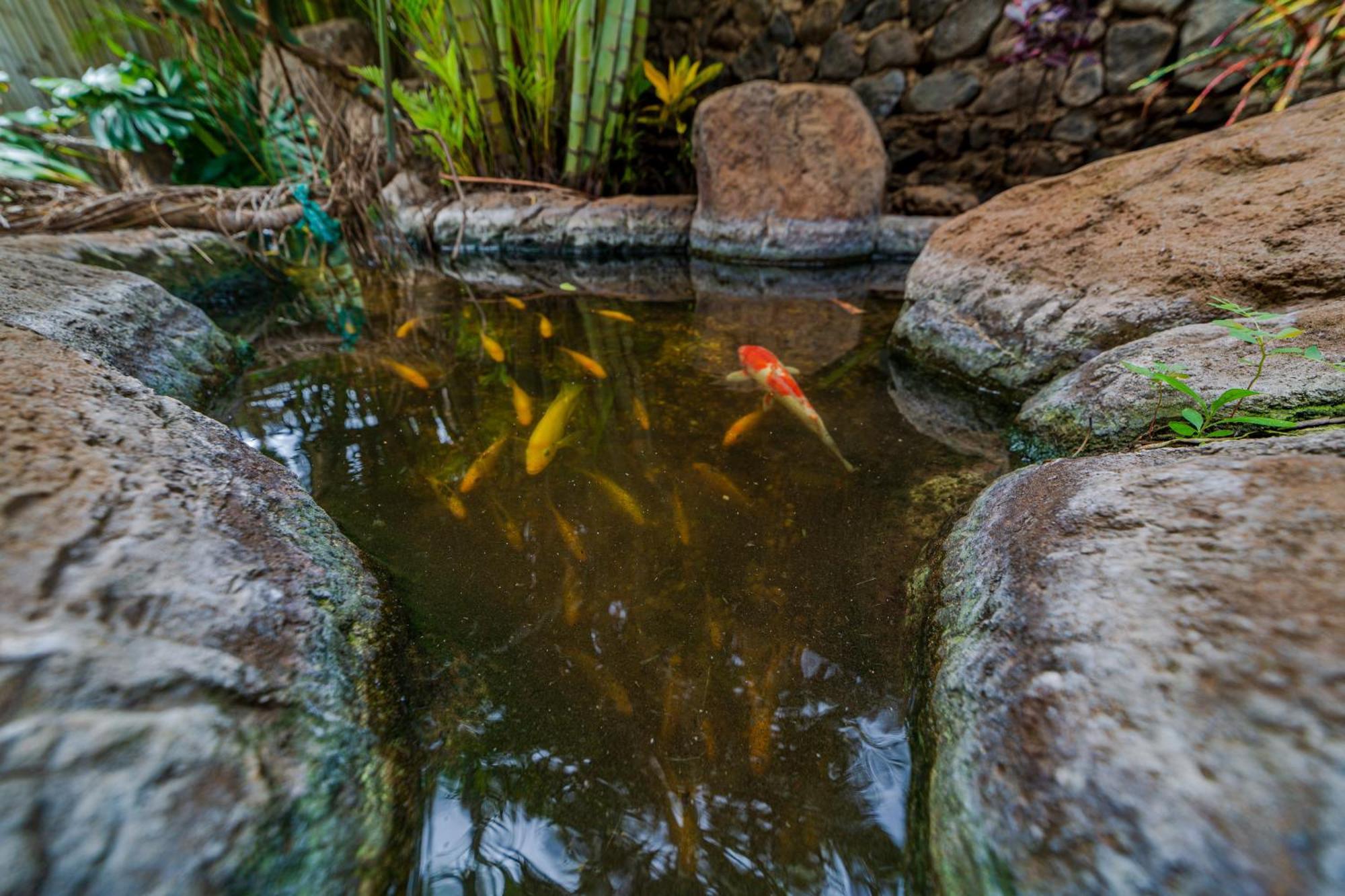 Lotus Suite, 1 Bedroom, Sleeps 4, Pool & Bbq, Pre-Renovation Summer Sale Kihei Exterior photo